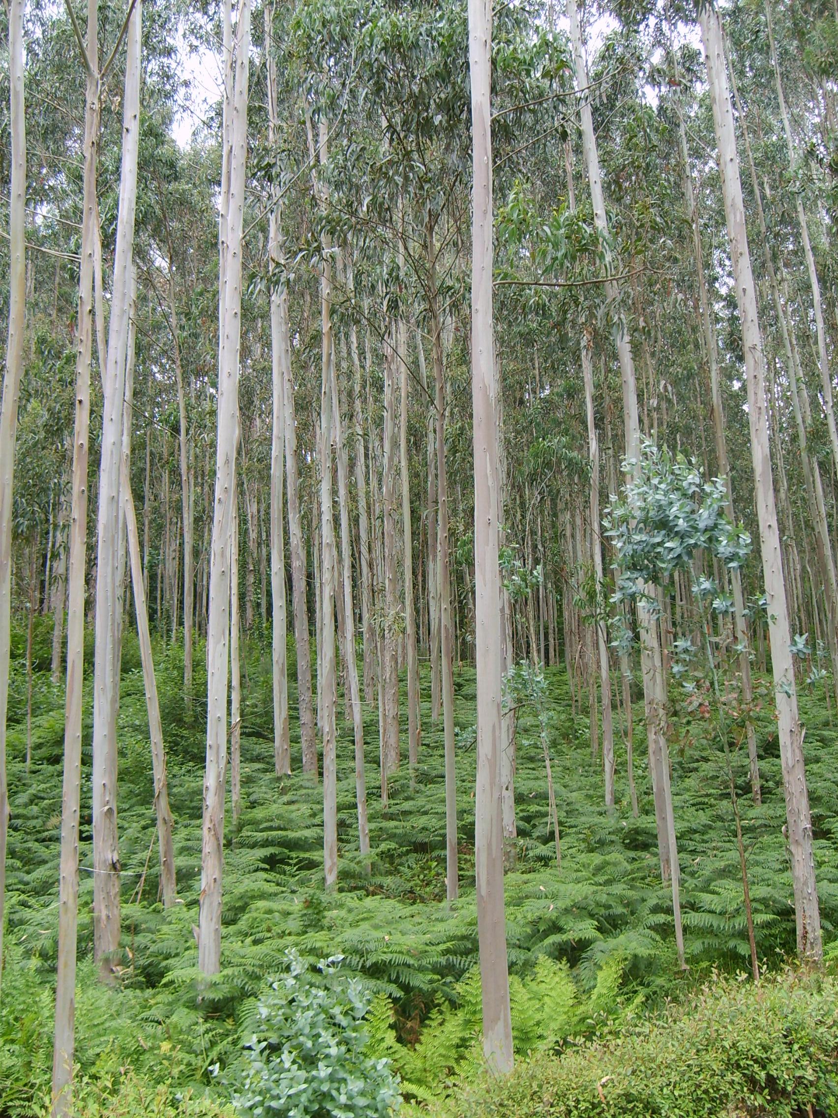 Eucalyptus grandis
